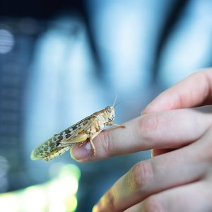 Salmon Group to introduce grasshopper meal into salmon feed