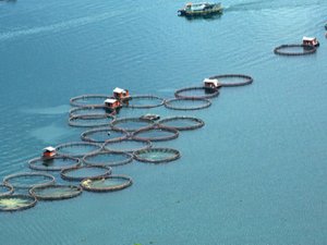 The Asian aquafeed industry remains full of opportunities