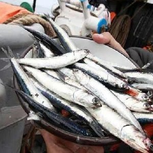 Peru authorizes first anchovy fishing season in southern waters