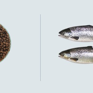 Aller Aqua's new feed for Atlantic salmon in RAS