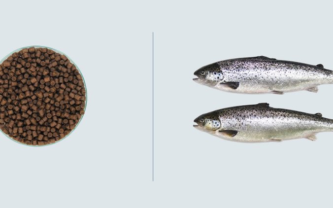 Aller Aqua's new feed for Atlantic salmon in RAS