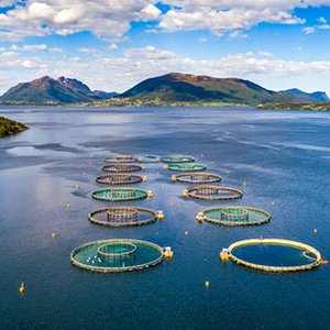 RaboResearch report forecasts strong aquaculture demand for 2022