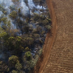 Retail Soy Group lays out roadmap for deforestation-free soy value chains