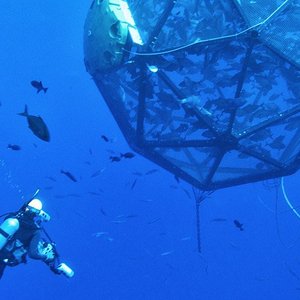 Senators back U.S. offshore aquaculture