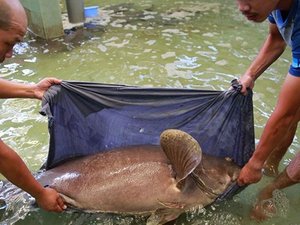 Australian grouper project aims to support Vietnamese farmers by delivering nutritional data required to formulate cost-effective feeds