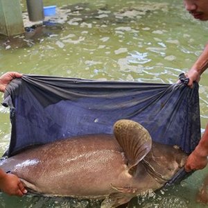 Australian grouper project aims to support Vietnamese farmers by delivering nutritional data required to formulate cost-effective feeds