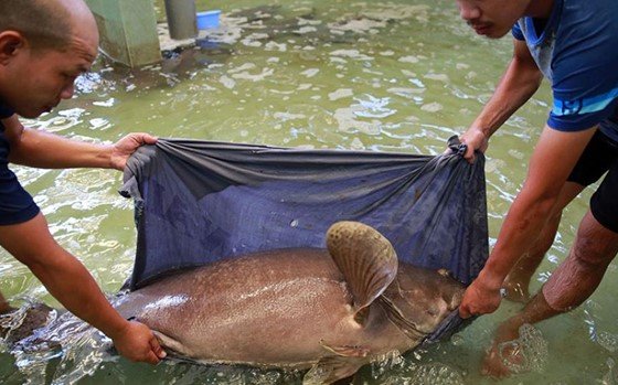 Australian grouper project aims to support Vietnamese farmers by delivering nutritional data required to formulate cost-effective feeds