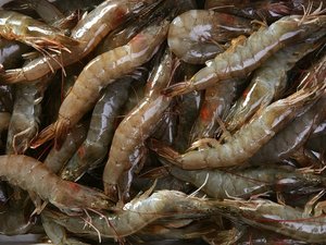 Thai Union, Corbion expand partnership in shrimp feed