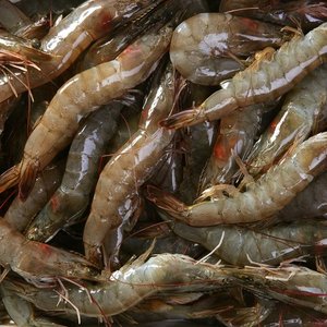 Thai Union, Corbion expand partnership in shrimp feed