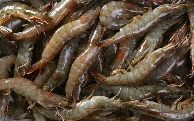 Thai Union, Corbion expand partnership in shrimp feed