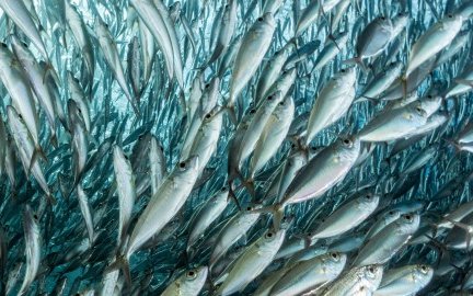 Marine ingredients not projected to decline