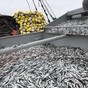 Peru unveils 2.047 million-ton quota for 2021 second anchovy season