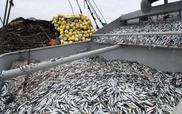 Peru unveils 2.047 million-ton quota for 2021 second anchovy season