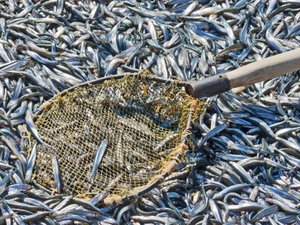 Fishmeal and fish oil facts and figures