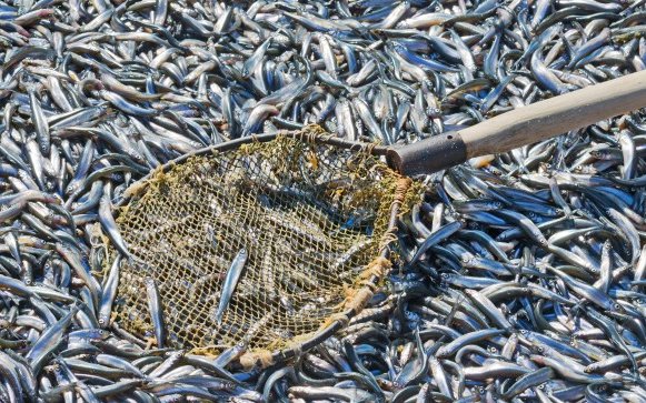 Fishmeal and fish oil facts and figures