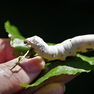 Silkworm protein to be authorized in aquafeeds in the EU