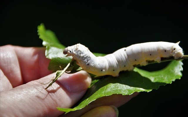 Silkworm protein to be authorized in aquafeeds in the EU