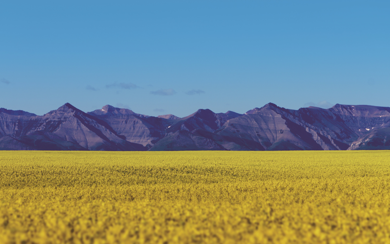 Nuseed secures Canadian feed approvals for omega-3 canola oil