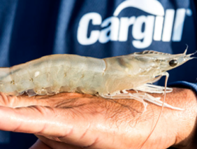Cargill Aqua Nutrition shares progress through collaboration in its 2019 sustainability report