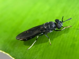 Singapore's insect startup raises $1.6 million to ramp up production