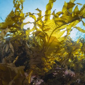EU platform to promote production and use of algae in Europe