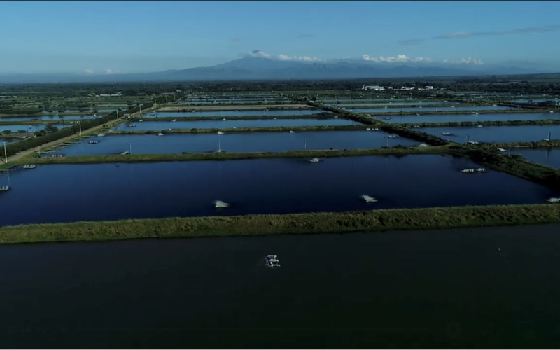 Philippines adopts in-pond raceway system