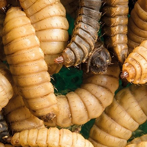 Rabobank forecasts demand for insect protein of 500,000 tons by 2030