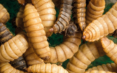 Rabobank forecasts demand for insect protein of 500,000 tons by 2030