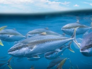 California yellowtail offshore farm files permit application