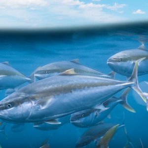 California yellowtail offshore farm files permit application