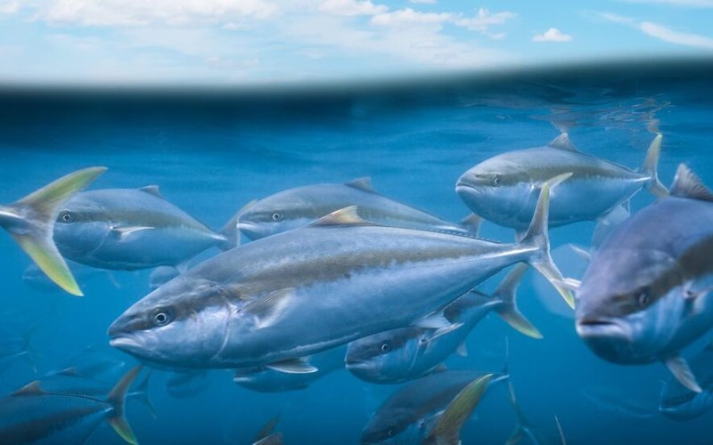 California yellowtail offshore farm files permit application