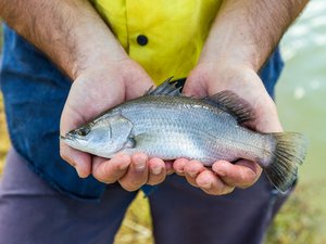 Skretting introduces new growth model for barramundi