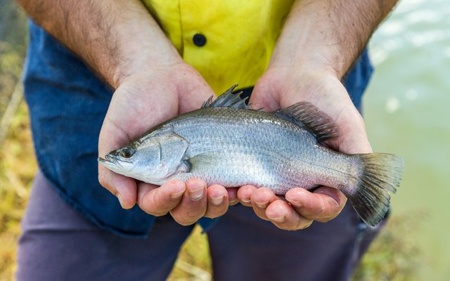 Skretting introduces new growth model for barramundi