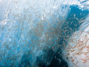 Antarctic krill is a source of sustainable aquaculture feed