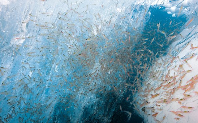 Antarctic krill is a source of sustainable aquaculture feed