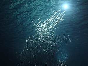 Pelagia purchases the shares in Norsk Fiskeindustri Invest