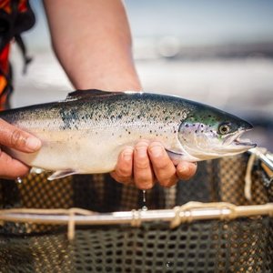 Scottish farmed salmon sector delivers second lowest year on record for sea lice