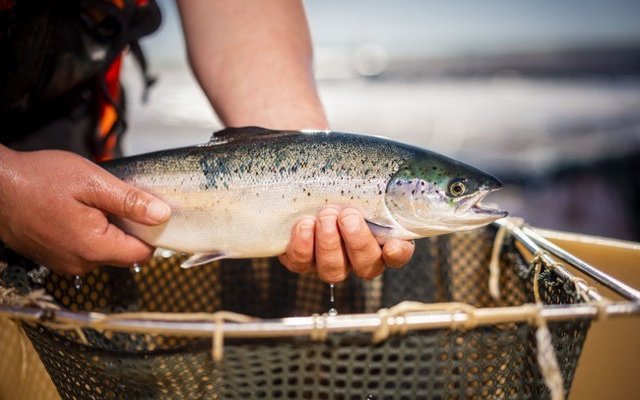 Scottish farmed salmon sector delivers second lowest year on record for sea lice