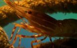 USSEC addresses soy misperceptions in its inclusion in shrimp feeds