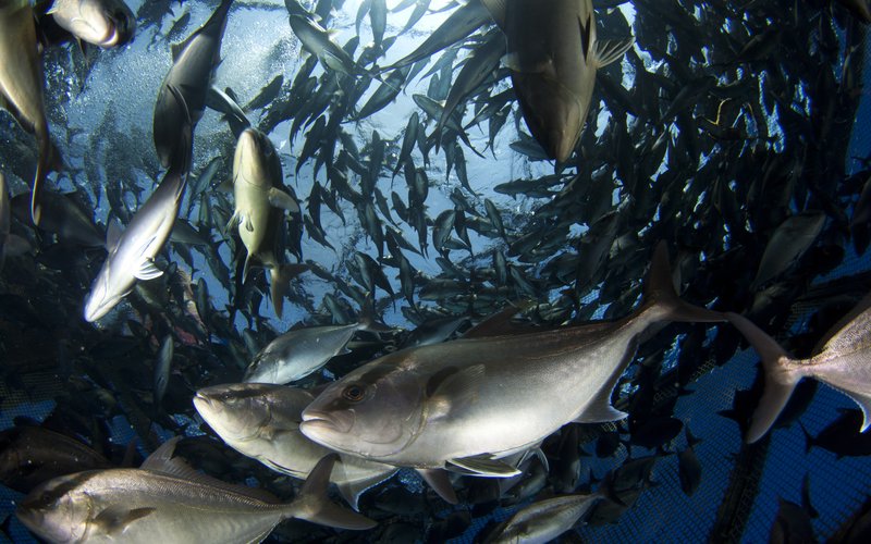 Researchers successfully replace fishmeal, fish oil in farm-raised carnivorous fish