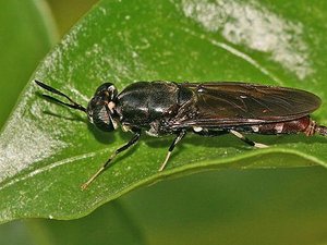 Israel insect startup raises $2 million to scale up