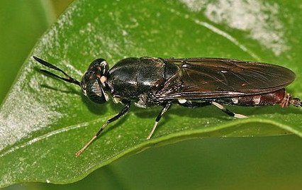 Israel insect startup raises $2 million to scale up