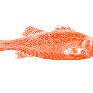 Krill meal improves performance in European seabass