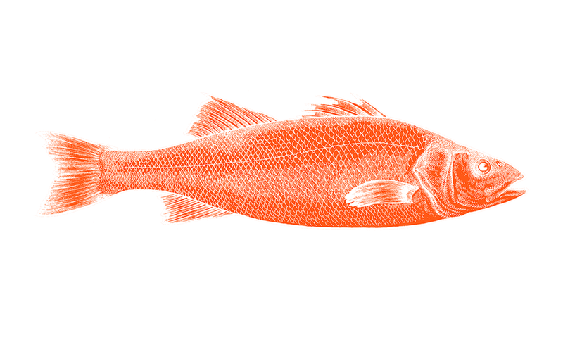 Krill meal improves performance in European seabass