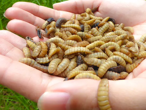 Insect meal improves shrimp performance and outcompetes fishmeal