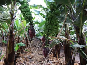 Can banana waste replace aquafeed raw materials?