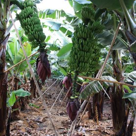 Can banana waste replace aquafeed raw materials?