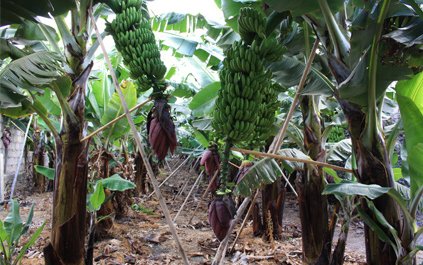 Can banana waste replace aquafeed raw materials?