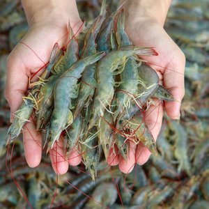 Fish-free diets boost shrimp immune health