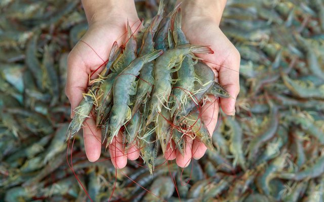 Fish-free diets boost shrimp immune health